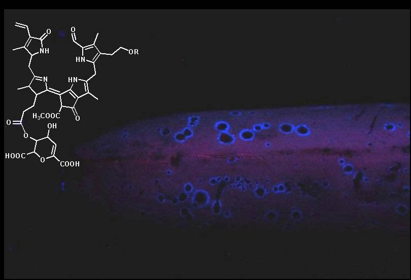 {Fluoreszenz einer Banane}