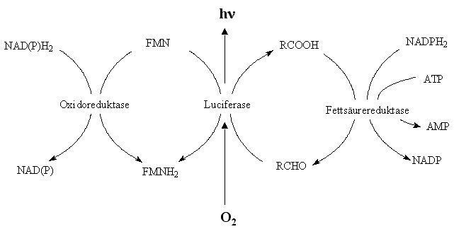 genereller, biochemischer Ablauf der biolumineszenz von Bakterien