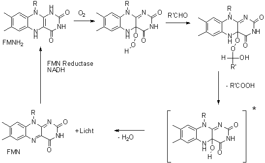 Mechanismus der Biolumineszenz von Bakterien