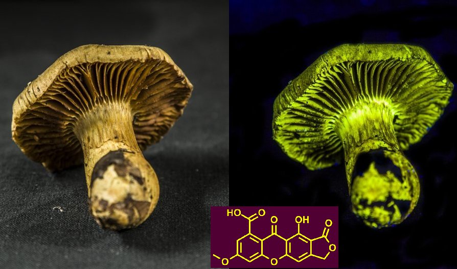 {Fluoreszenz von Cortinarius venetus}