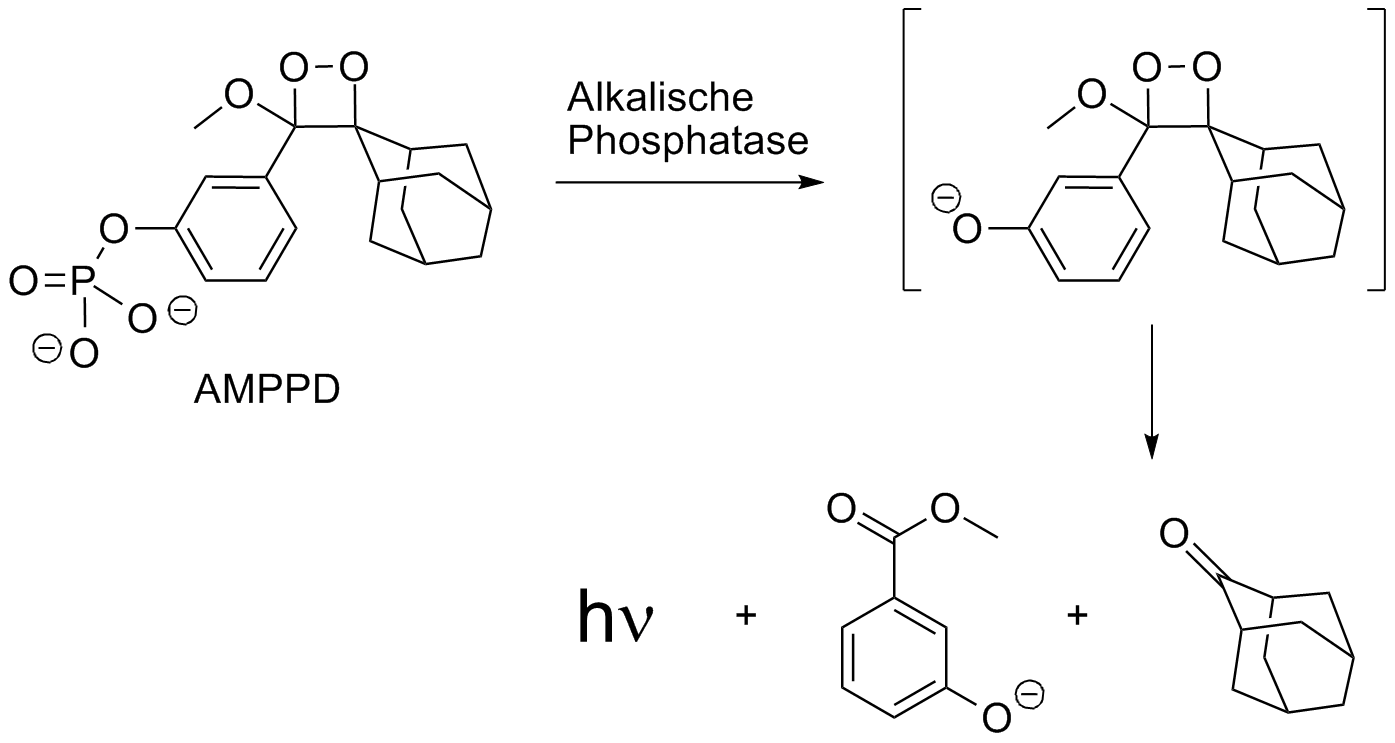 mechanismus der enzymkatalysierten Zersetzung von AMPPD 