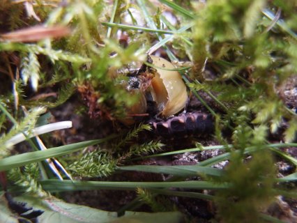 Glühwürmchenlarve im Terrarium