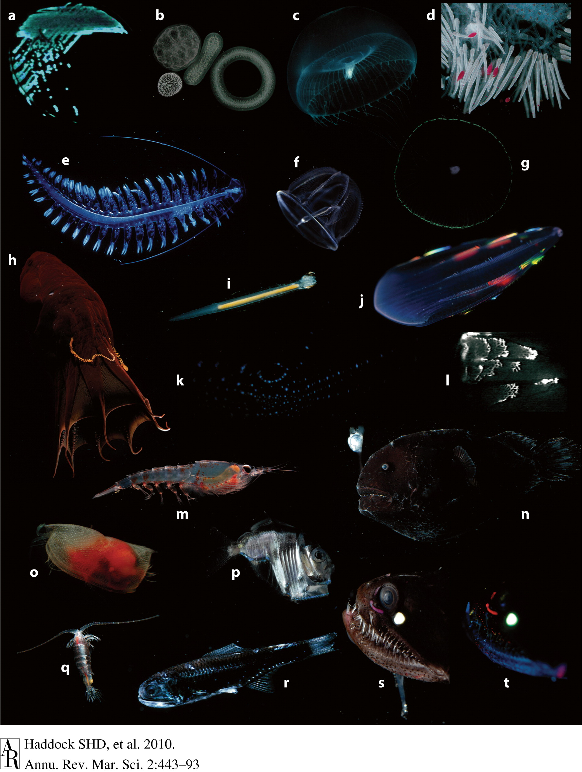 Biolumineszenz von Meeresorganismen von Steven Haddock