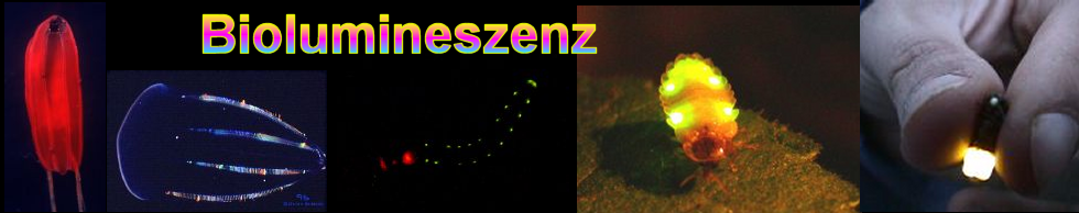 titelgraphik der Biolumineszenzseite