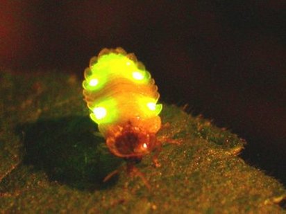 Bild eines Glühwürmchens lampyris noctiluca