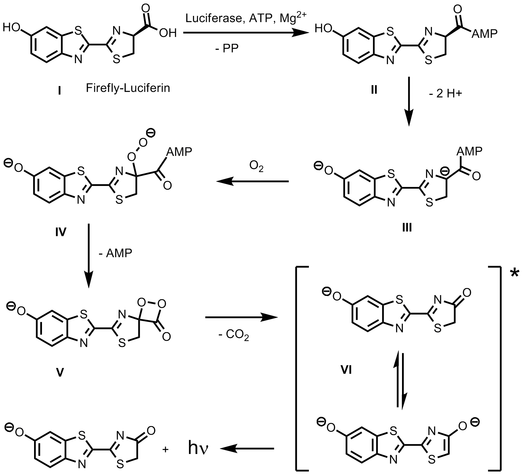 Mechanismus der Biolumineszenz von Käfern