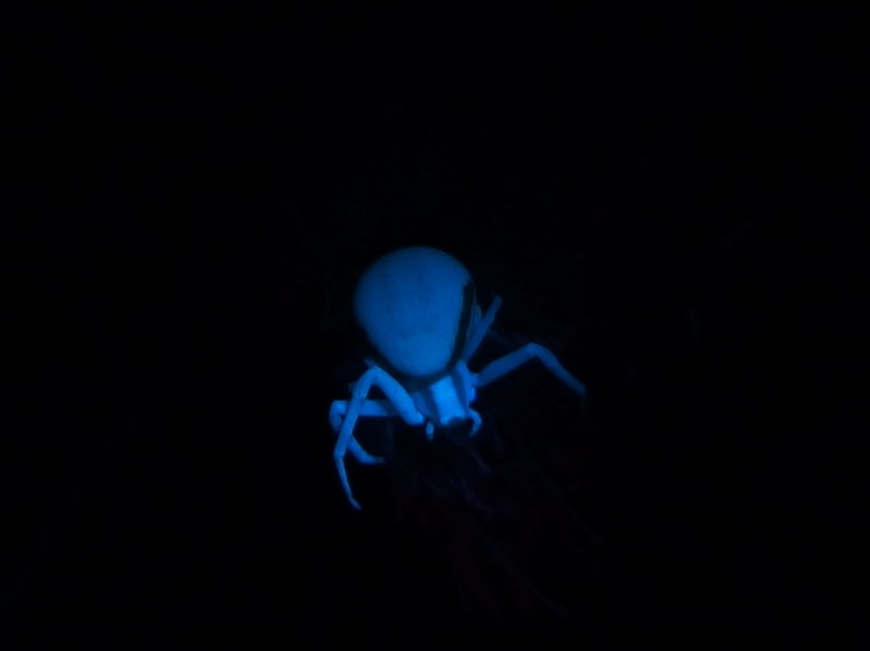 {Fluoreszenz einer weißen Krabbenspinne}