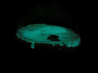 biolumineszenz von Aliivibrio fischeri